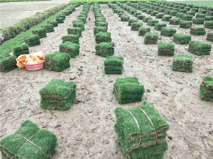 广东草皮，增城草皮基地 