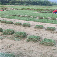 惠州草皮批发 
