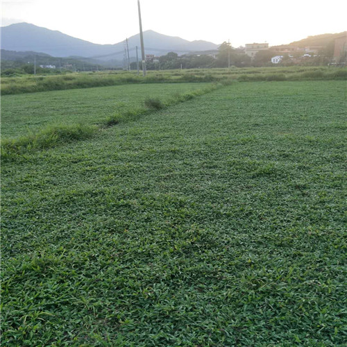 广东大叶油草 