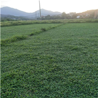 广东大叶油草 