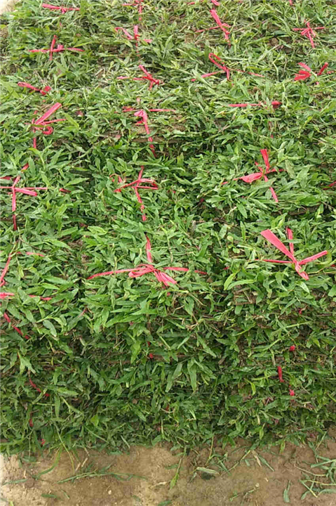 广东大叶油草供应-广东草皮批发 