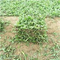 江门大叶油草 