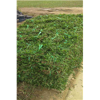 广东大叶油草，广东台湾草基地 