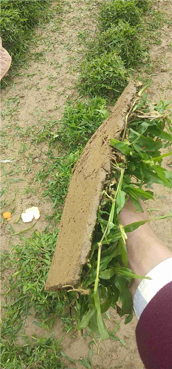 广东大叶油草供应--广东草皮基地 