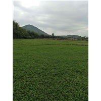 广东大叶油草草坪-广东草皮基地 