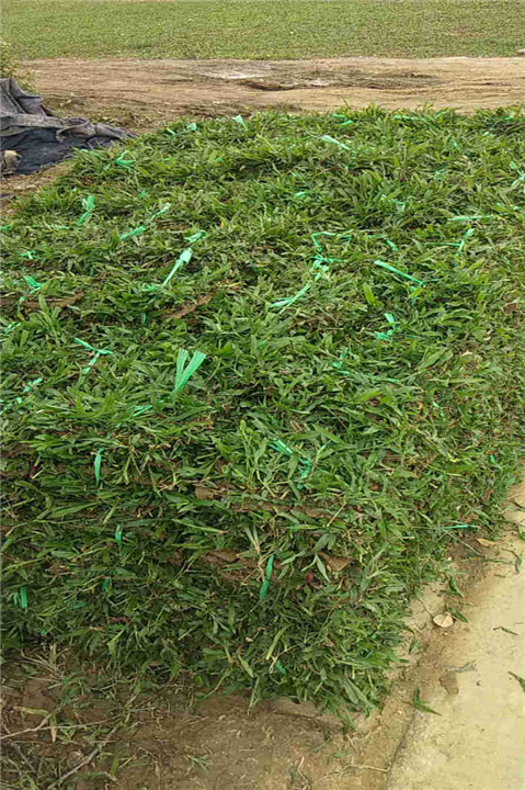广东大叶油草 