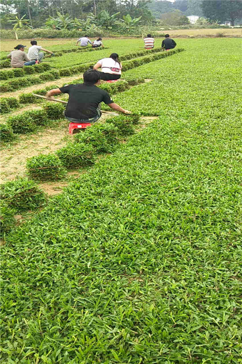 广东大叶油草 