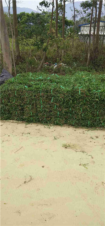 广东增城大叶油草，大叶油草基地 