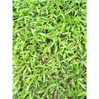 广东草坪-广东大叶油草基地 