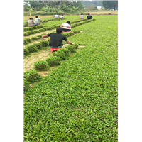 广东大叶油草 