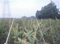 一年生紫薇苗基地/四川一年生紫薇苗/四川一年生紫薇苗基地/