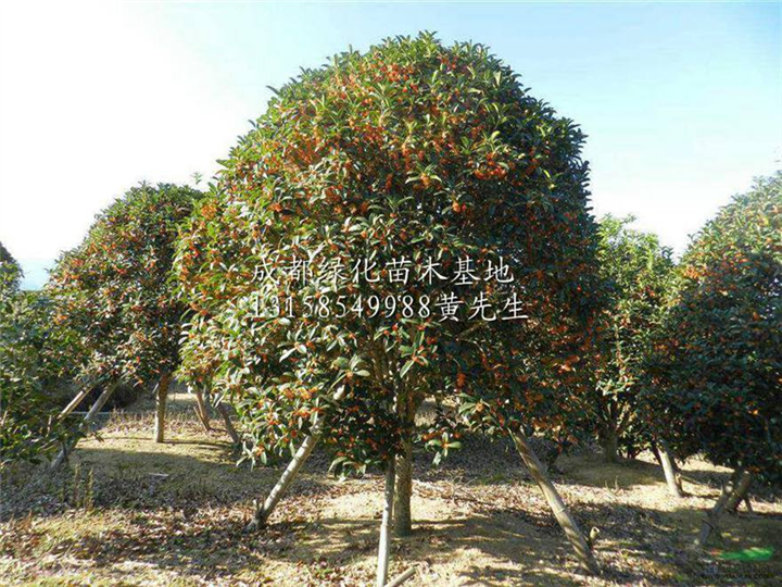 成都哪里可以赏桂花 成都赏桂花好去处 