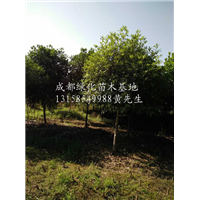 供应精品桂花树、四川桂花树、四川成都精品桂花树基地 