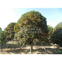 成都哪里可以赏桂花 成都赏桂花好去处 