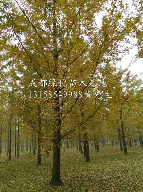 银杏树批发商/四川银杏树批发/银杏树/四川银杏树基地/银杏树 