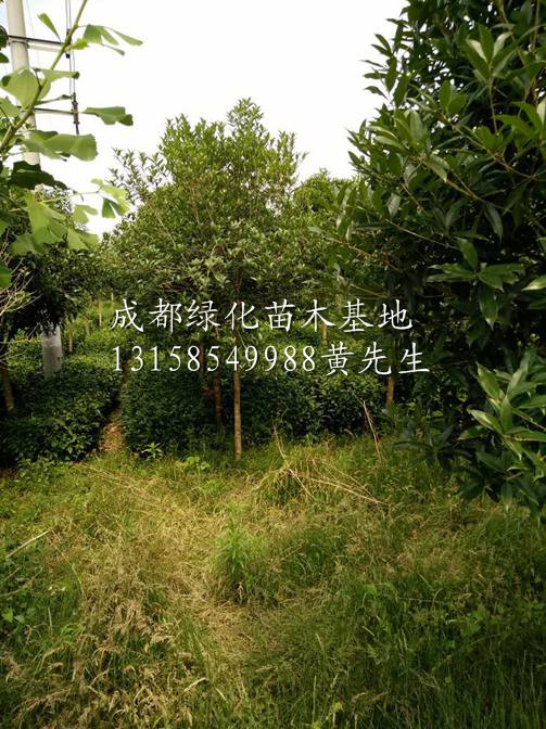 成都桂花树|成都桂花树批发|成都桂花树供应商 