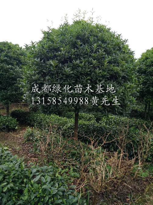供应精品桂花树|四川桂花树基地|四川邛崃桂花树基地 