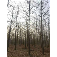 银杏供应商|成都银杏/成都银杏基地/成都银杏价格 