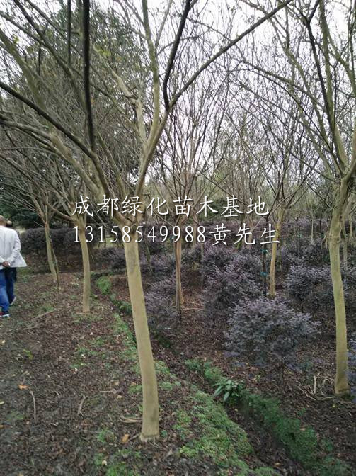 供应各种规格的紫薇树@四川紫薇树@四川成都大红紫薇基地 