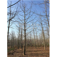 四川银杏树|供应大量银杏树|四川成都银杏树批发 