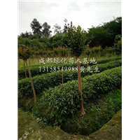 成都紫薇|“紫薇供应商/成都紫薇价格/成都紫薇苗批发 