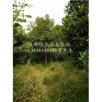 成都桂花树|成都桂花树批发|成都桂花树供应商 
