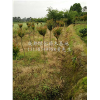 大红紫薇树/四川大红紫薇树基地/四川大红紫薇树供应商 