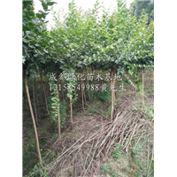 成都大红紫薇树苗/四川大红紫薇树苗/四川大红紫薇树苗基地 