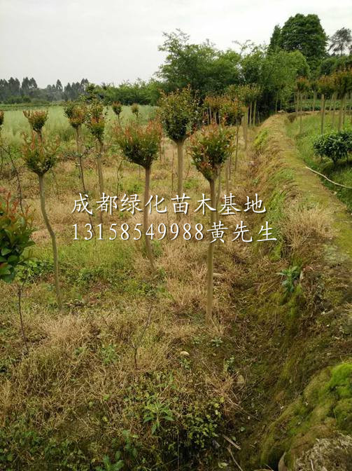 大红紫薇树/四川大红紫薇树基地/四川大红紫薇树供应商 