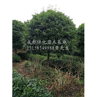 供应精品桂花树|四川桂花树基地|四川邛崃桂花树基地 