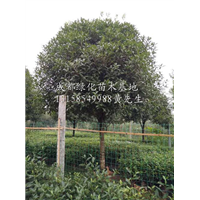 大规格桂花树|”供应四川大规格桂花树/四川大规格桂花树批发 