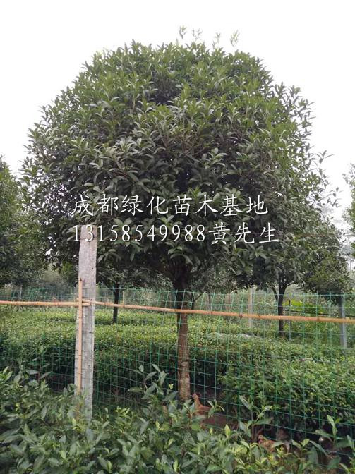 大规格桂花树|”供应四川大规格桂花树/四川大规格桂花树批发 