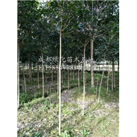 精品桂花树/四川精品桂花树/成都精品桂花树 