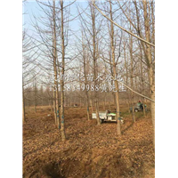 白果树|“四川白果树-四川白果树价格/四川白果树基地 