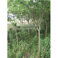四川紫薇树/成都紫薇树苗/成都紫薇树批发 