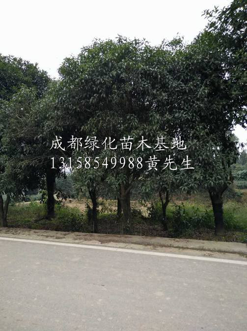 四川桂花|四川桂花苗|四川桂花基地|四川成都绿化苗木基地 