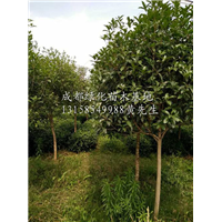 成都桂花树|“成都桂花树基地|”成都桂花树价格-桂花树|“ 