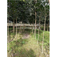 哪里有供应桂花树@四川桂花树@四川桂花树种植基地 