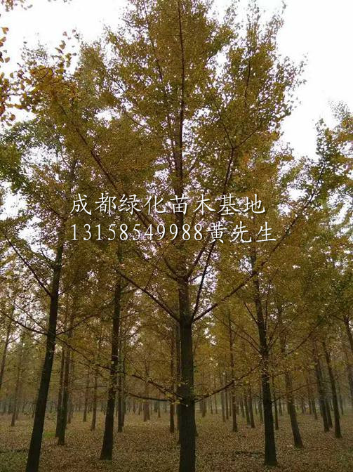 四川银杏树/四川银杏树基地/四川银杏树供应/银杏树供应商 