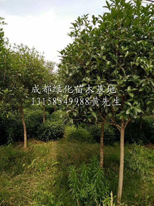 成都桂花树|“成都桂花树基地|”成都桂花树价格-桂花树|“ 