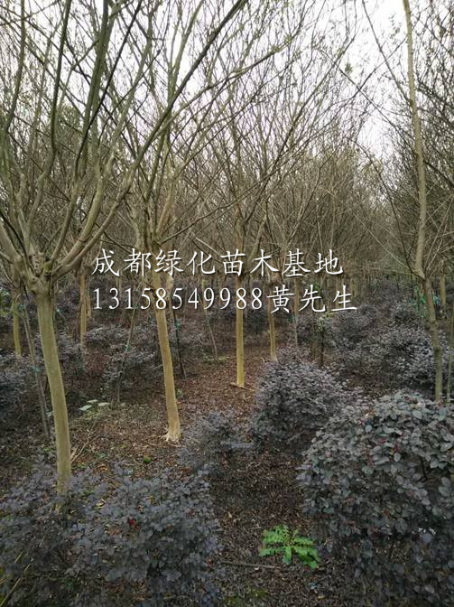 紫薇供应商”成都紫薇|“成都紫薇价格-|”成都紫薇苗基地 