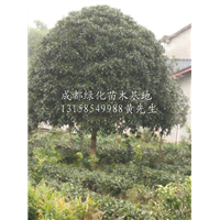 四川桂花树|桂花树供应商|四川成都桂花树价格 