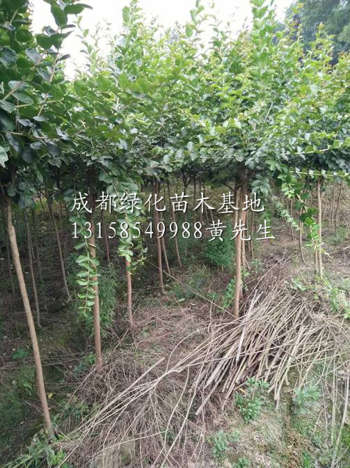 成都大红紫薇树苗/四川大红紫薇树苗/四川大红紫薇树苗基地 
