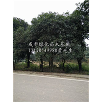 四川桂花|四川桂花苗|四川桂花基地|四川成都绿化苗木基地 