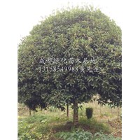 四川桂花树/四川桂花树价格/四川桂花树苗价格 