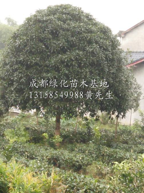 四川桂花树|桂花树供应商|四川成都桂花树价格 