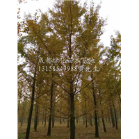 四川银杏树/四川银杏树基地/四川银杏树供应/银杏树供应商 