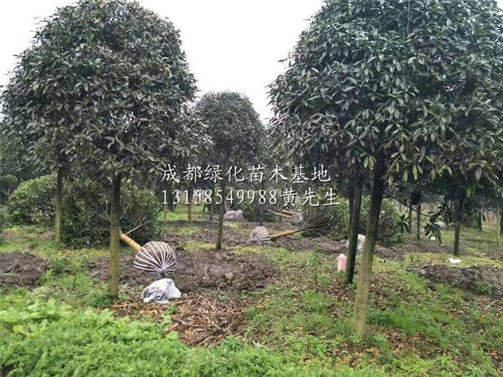 桂花哪里有卖|优惠的四川桂花(桂花树，成都桂花) 