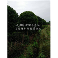 四川桂花树批发@出售**的桂花树@成都桂花树供应商 