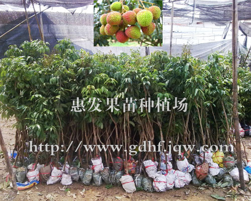 荔枝泥头苗/广东荔枝泥头苗/广东荔枝苗 